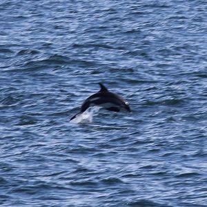 Atlantic white-sided dolphin (Lagenorhynchus acutus) young