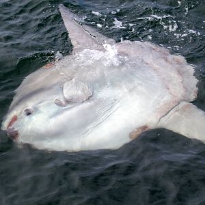 ocean sunfish or common mola (Mola mola)