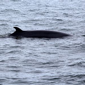 northern minke whale (Balaenoptera acutorostrata)