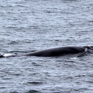 northern minke whale (Balaenoptera acutorostrata)