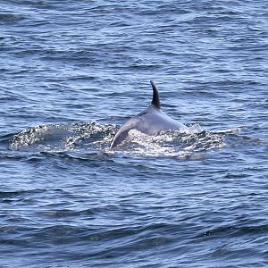 northern minke whale (Balaenoptera acutorostrata)