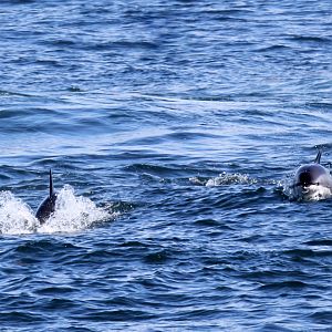 Atlantic white-sided dolphin (Lagenorhynchus acutus)