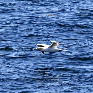 northern gannet (Morus bassanus)