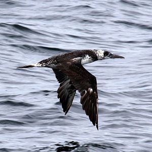 northern gannet (Morus bassanus)