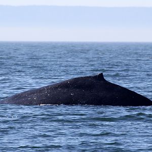 humpback whale (Megaptera novaeangliae)