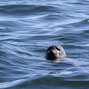 harbor (or harbour) seal (Phoca vitulina)