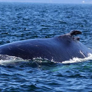 humpback whale (Megaptera novaeangliae)
