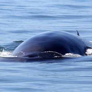fin whale (Balaenoptera physalus)