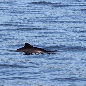 harbour porpoise (Phocoena phocoena)