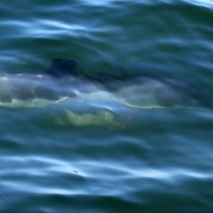 harbour porpoise (Phocoena phocoena)