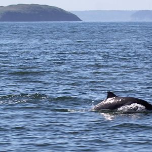 harbour porpoise (Phocoena phocoena)