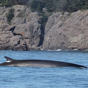 fin whale (Balaenoptera physalus)