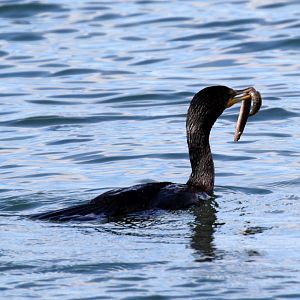 Cormorant with eel