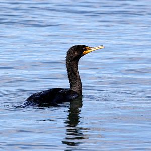 Cormorant