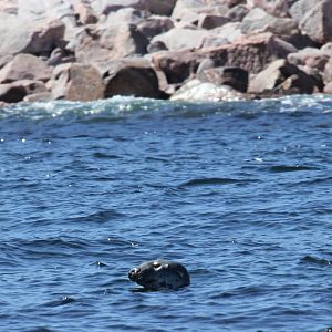 grey seal (Halichoerus grypus)