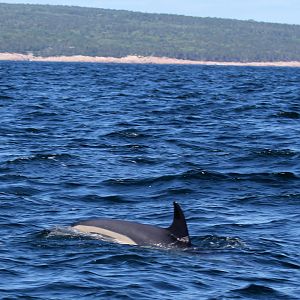 Atlantic white-sided dolphin (Lagenorhynchus acutus)