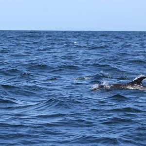 Atlantic white-sided dolphin (Lagenorhynchus acutus)