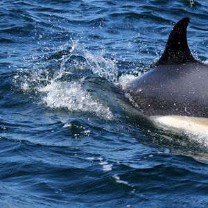Atlantic white-sided dolphin (Lagenorhynchus acutus)