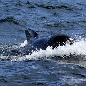 long-finned pilot whale (Globicephala melas)