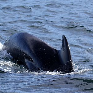 long-finned pilot whale (Globicephala melas)