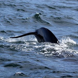 long-finned pilot whale (Globicephala melas)