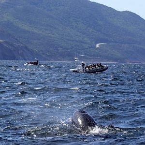 long-finned pilot whale (Globicephala melas)