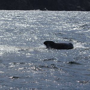 long-finned pilot whale (Globicephala melas)