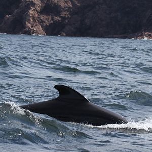 long-finned pilot whale (Globicephala melas)