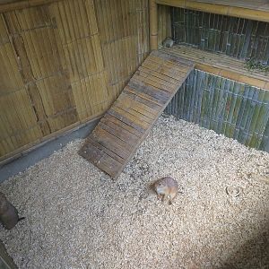 Prairie Dog Exhibit