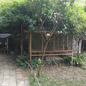 Common Marmoset Cage