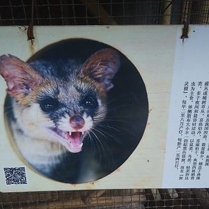 Spotted Linsang Sign