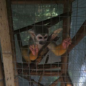 Squirrel Monkey
