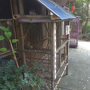 Spotted Linsang Cage