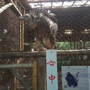 Vulture Cage