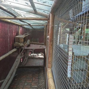 Crab-eating Mongoose Exhibit