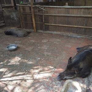 Wild Boar Yard