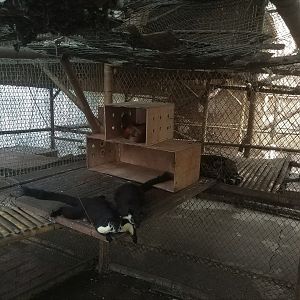 Giant Squirrel Exhibit