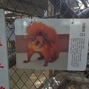 Giant Flying Squirrel Signage