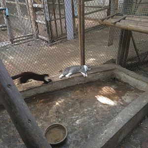 Cat and Giant Squirrel Interaction