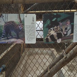 Civet Exhibit