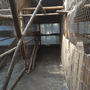 Masked Palm Civet Exhibit