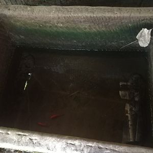 Chinese Giant Salamanders