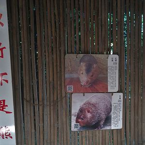 Bamboo Rat Signage