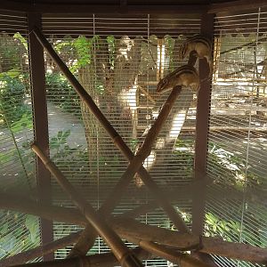 Siberian Chipmunk Cage