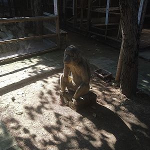 Monkey Statue