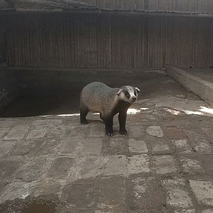 Asian Badger