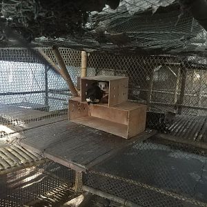 Giant (Flying) Squirrels