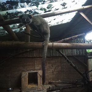 Small-toothed Palm Civet