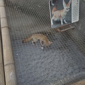 Fennec Fox Exhibit