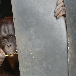 Bornean orangutan, Wousan, September 2019